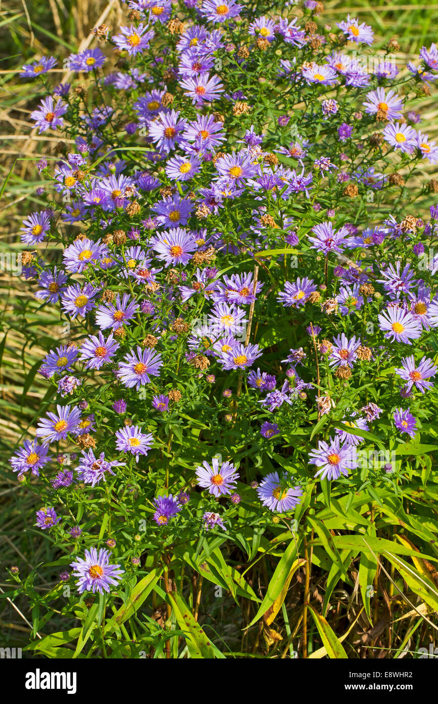 Wild asters flowers hires stock photography and images Alamy