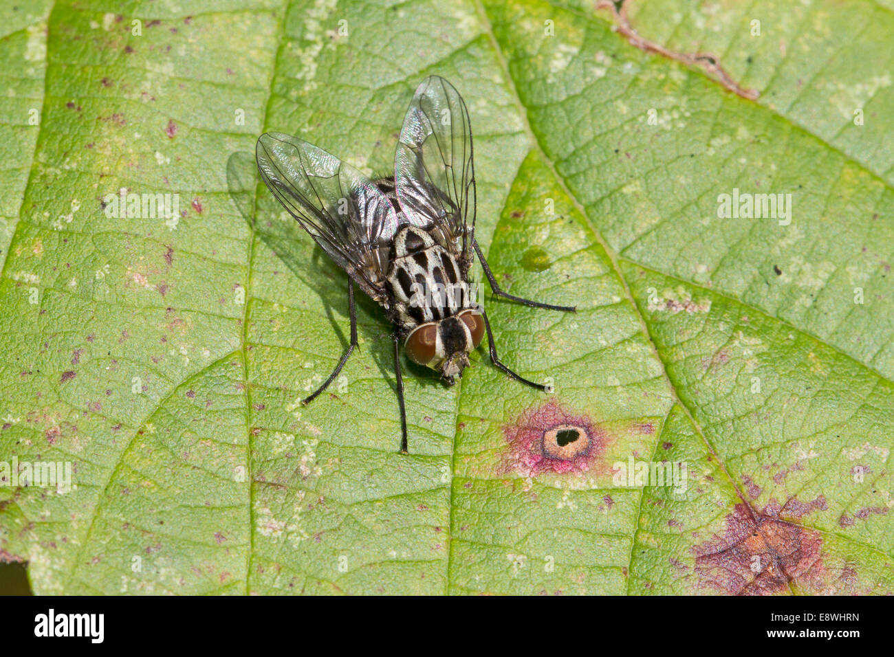 Female Fly Graphomya maculata Stock Photo - Alamy