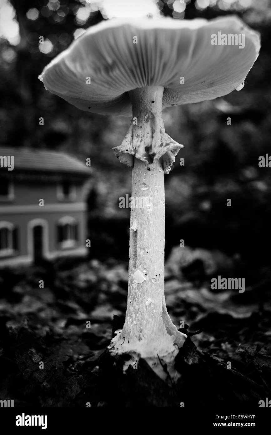 Giant garden mushroom Stock Photo