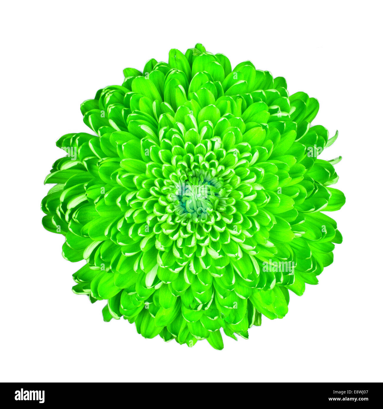 Green chrysanthemum, isolated on a white background Stock Photo - Alamy