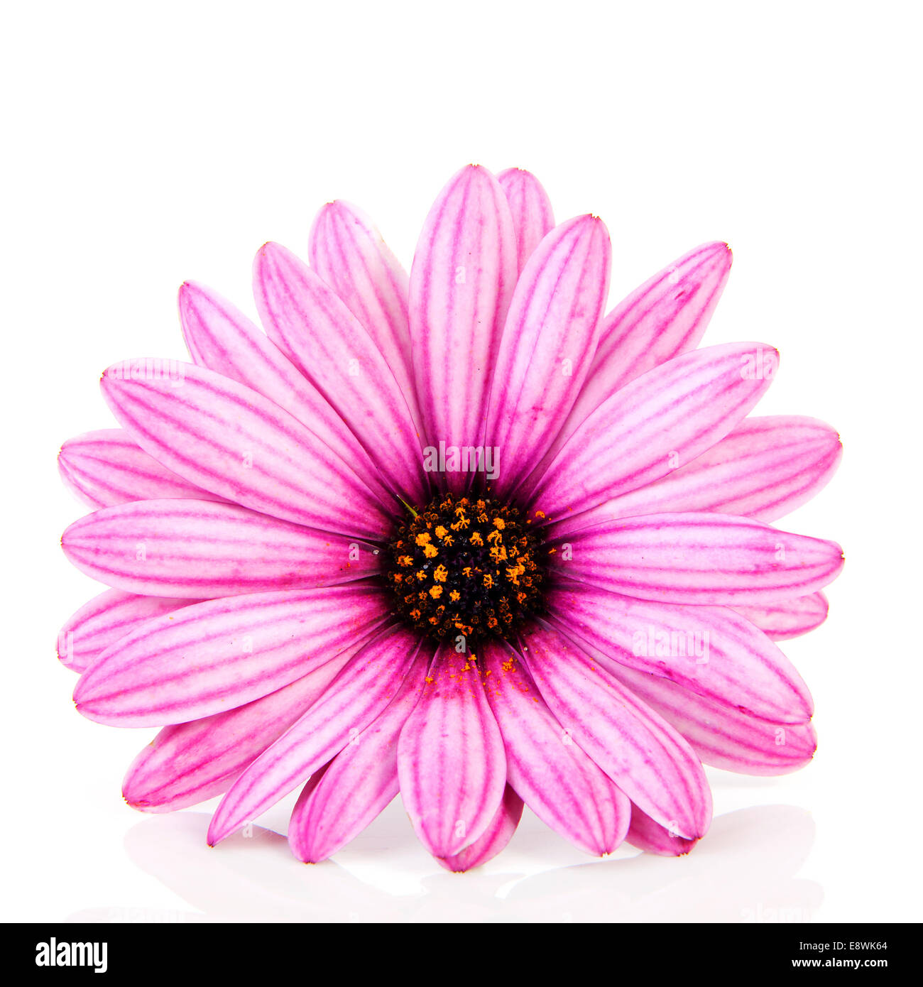 pink daisy in closeup isolated on white background Stock Photo - Alamy