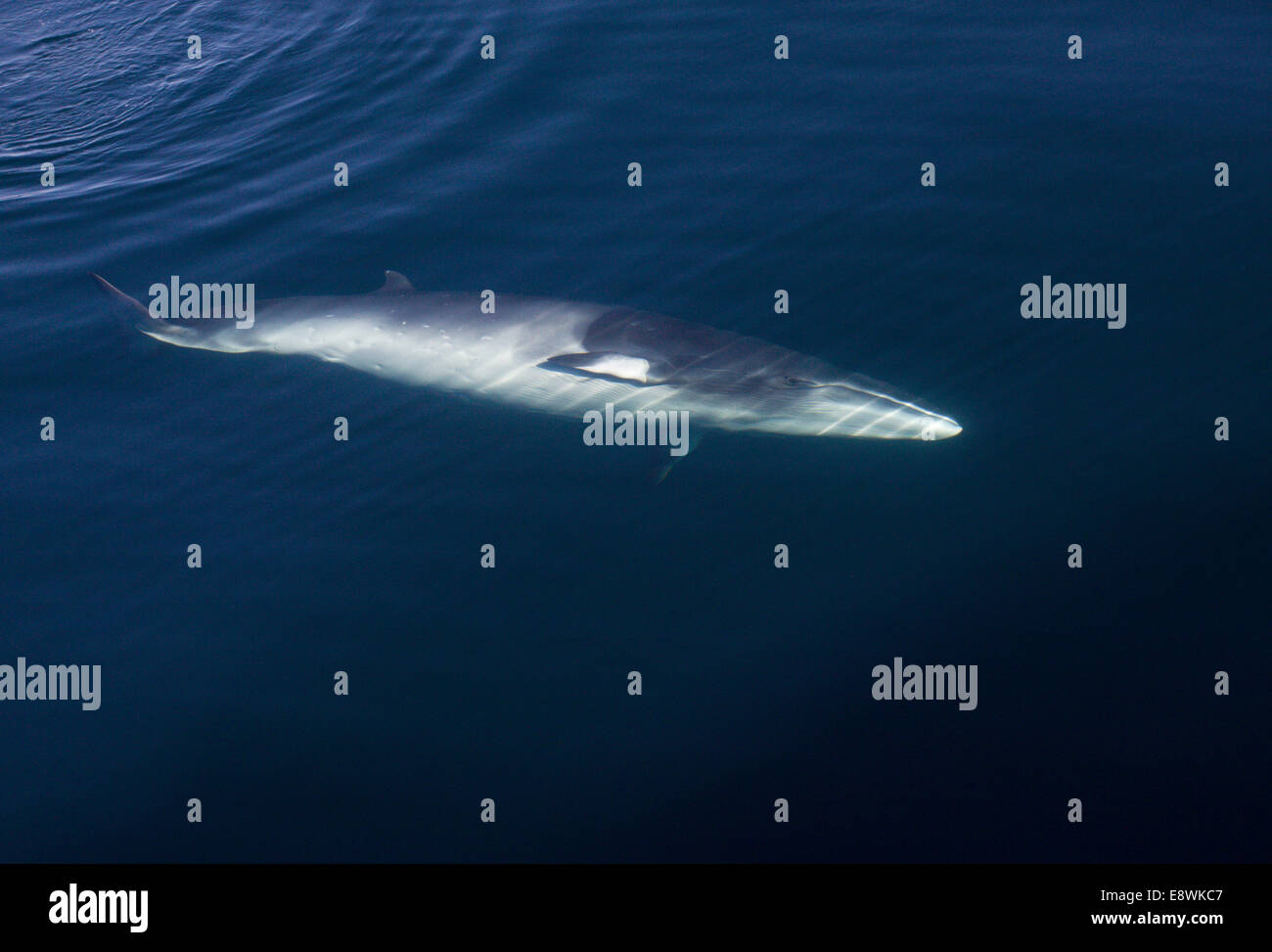 Minke whale hi-res stock photography and images - Alamy
