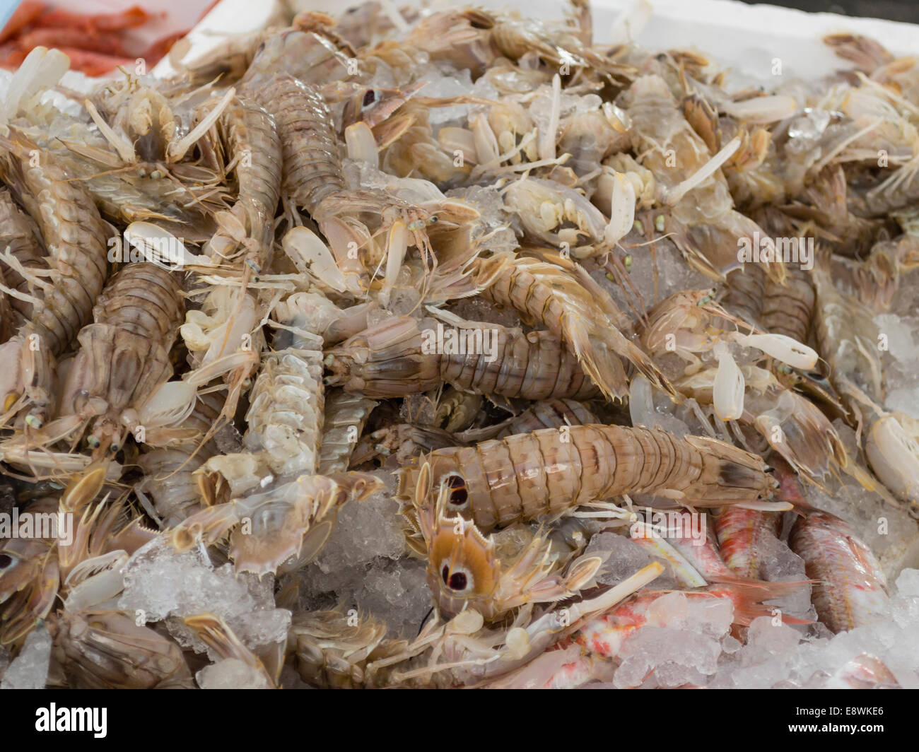 mantis shrimp for sale at the local market Stock Photo Alamy