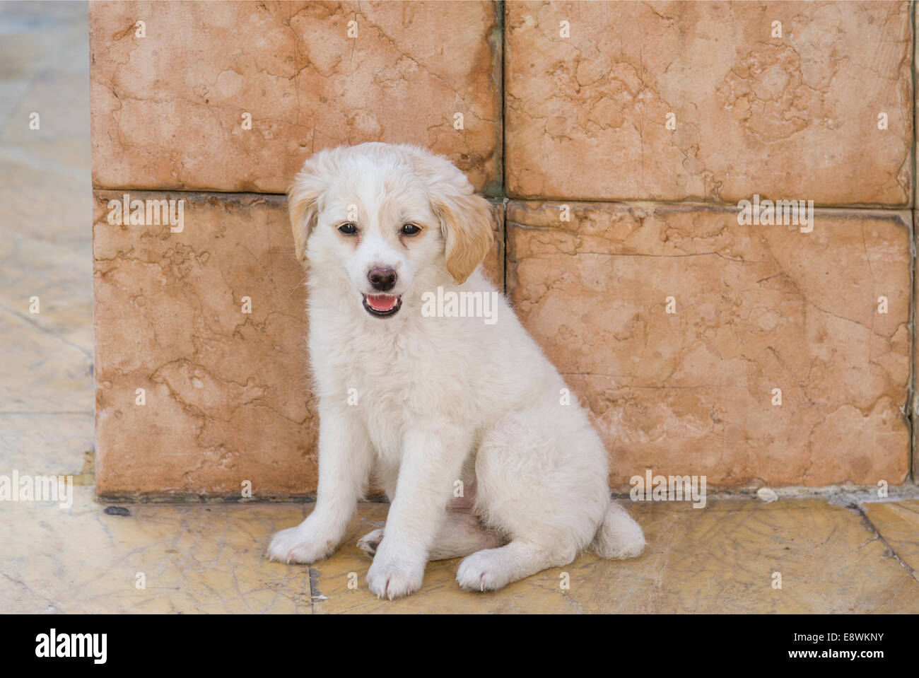 Puppy street dog Stock Photo