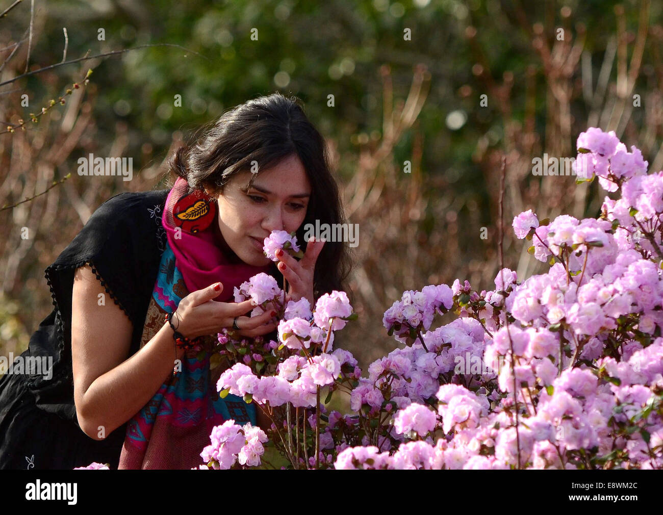 Student Ritti Soncco admires some early Spring blossom in Seaton Park, Aberdeen Stock Photo