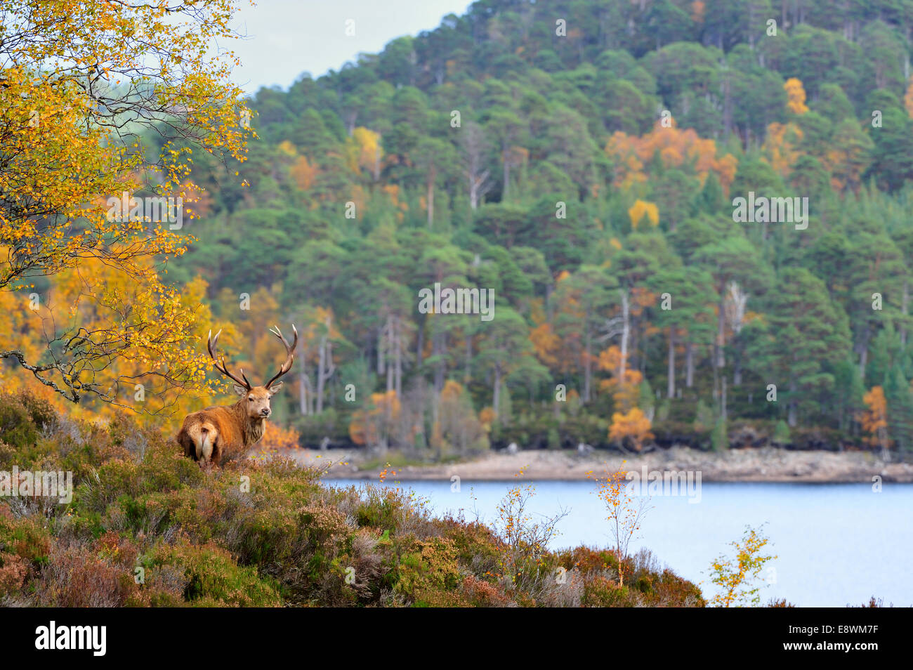 Red Deer - Cervus elaphus Stock Photo - Alamy