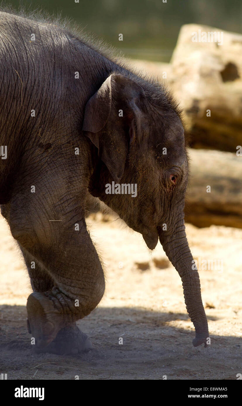 A baby Asian elephant goes on full public view at Twycross Zoo Stock Photo