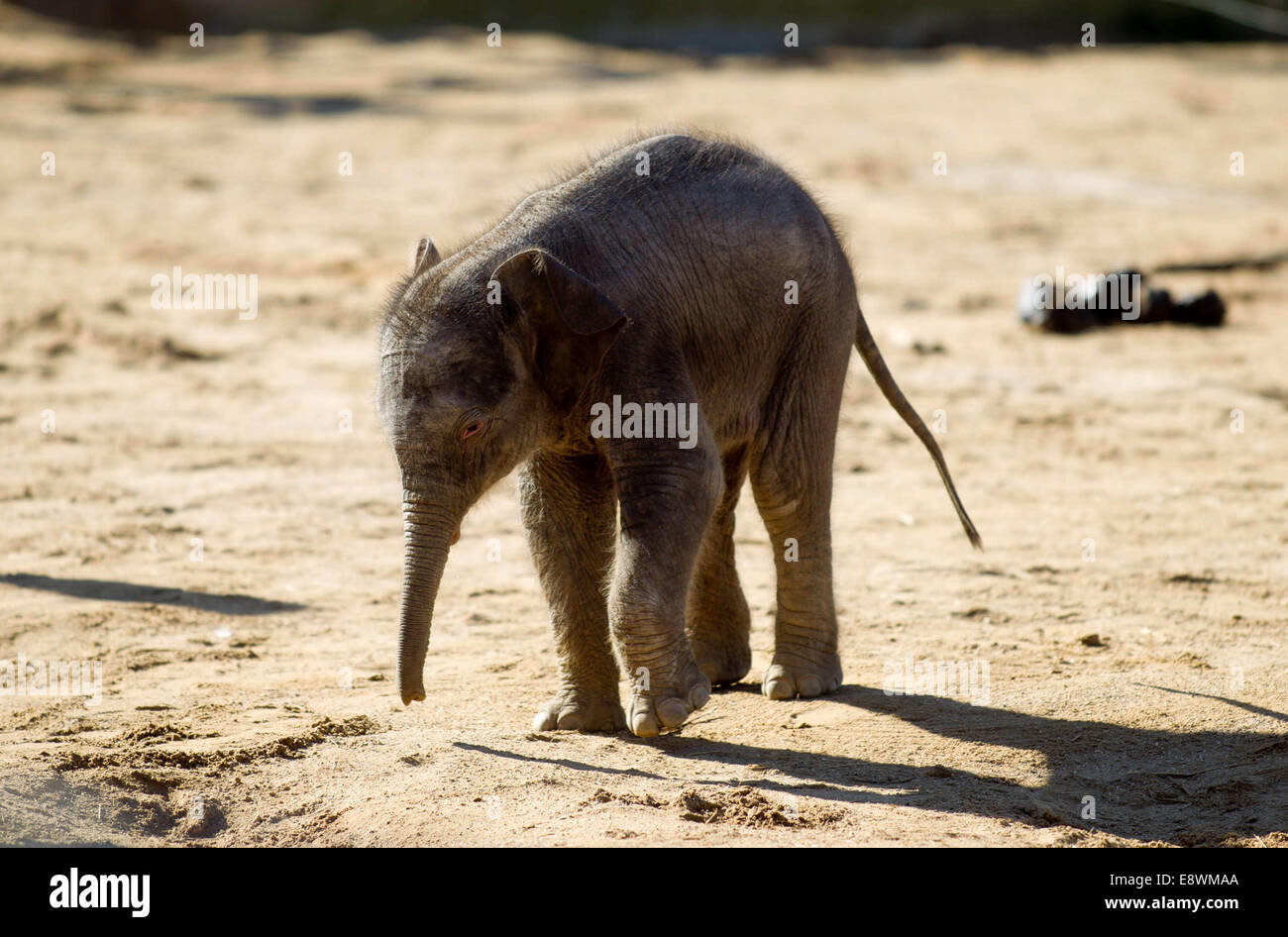 A baby Asian elephant goes on full public view at Twycross Zoo Stock Photo
