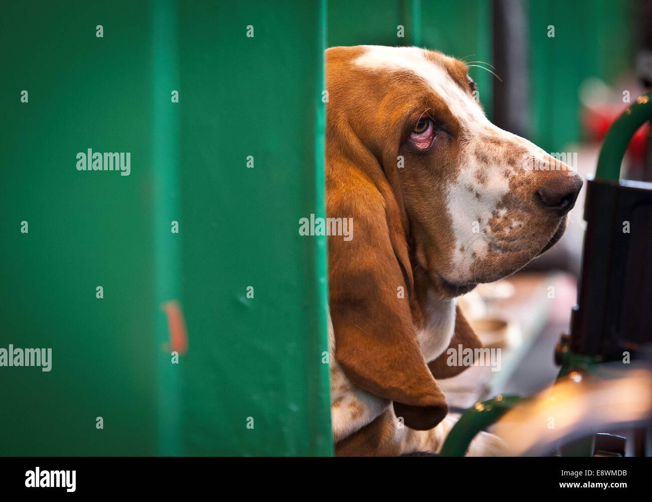 General view of Crufts 2014 at the NEC in Birmingham, UK. 7th March 2014. Stock Photo