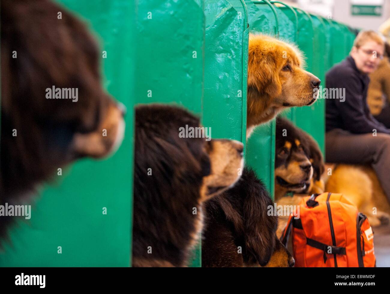 Tibetan Mastiffs are seen waiting in their pens whilst they wait to compete during the first day of Crufts at the NEC Stock Photo