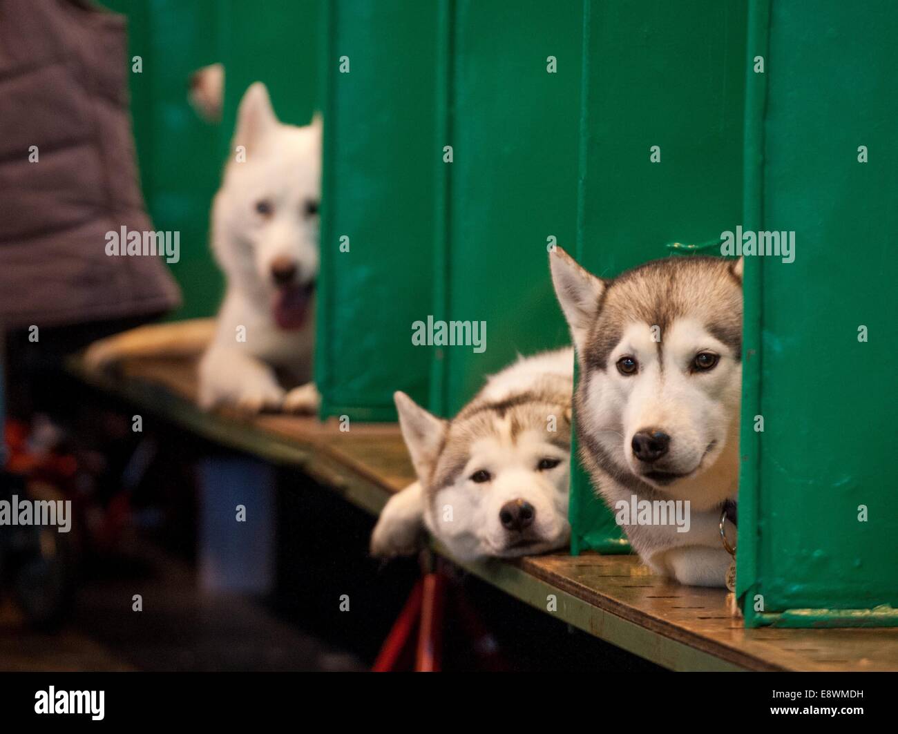 Siberian Huskies are seen waiting in their pens whilst they wait to compete during the first day of Crufts at the NEC Stock Photo