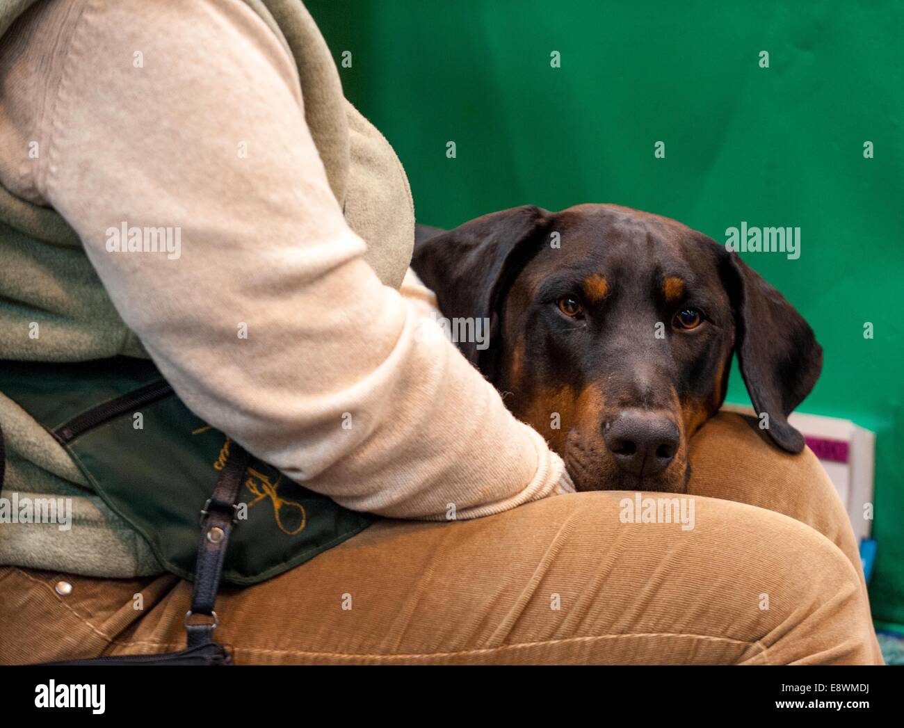 A Doberman is seen resting its head on its owners leg as it waits to compete during the first day of Crufts at the NEC Stock Photo