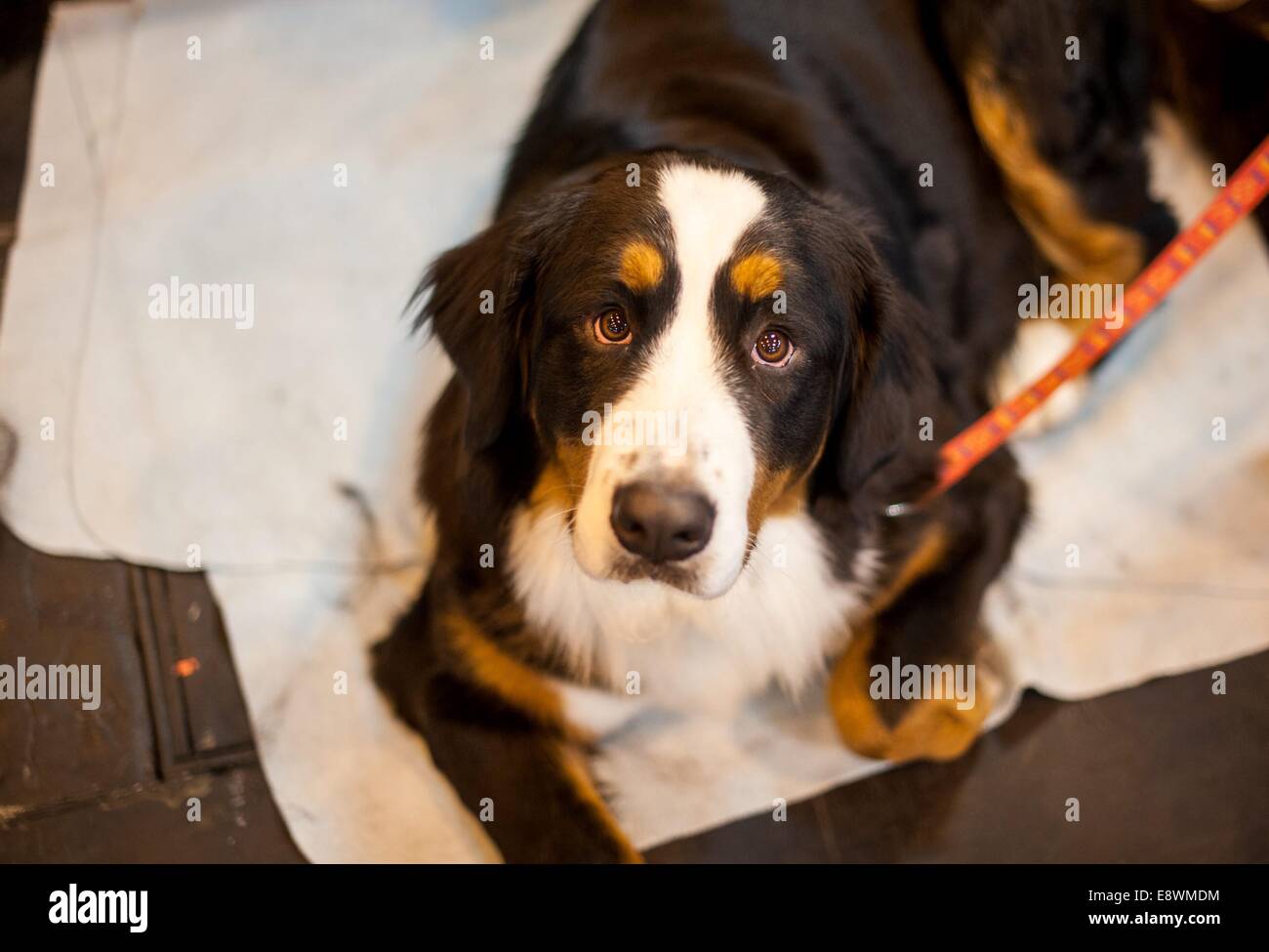 A Bernese Mountain dog is seen waiting in its pen prior to competing during the first day of Crufts at the NEC Stock Photo