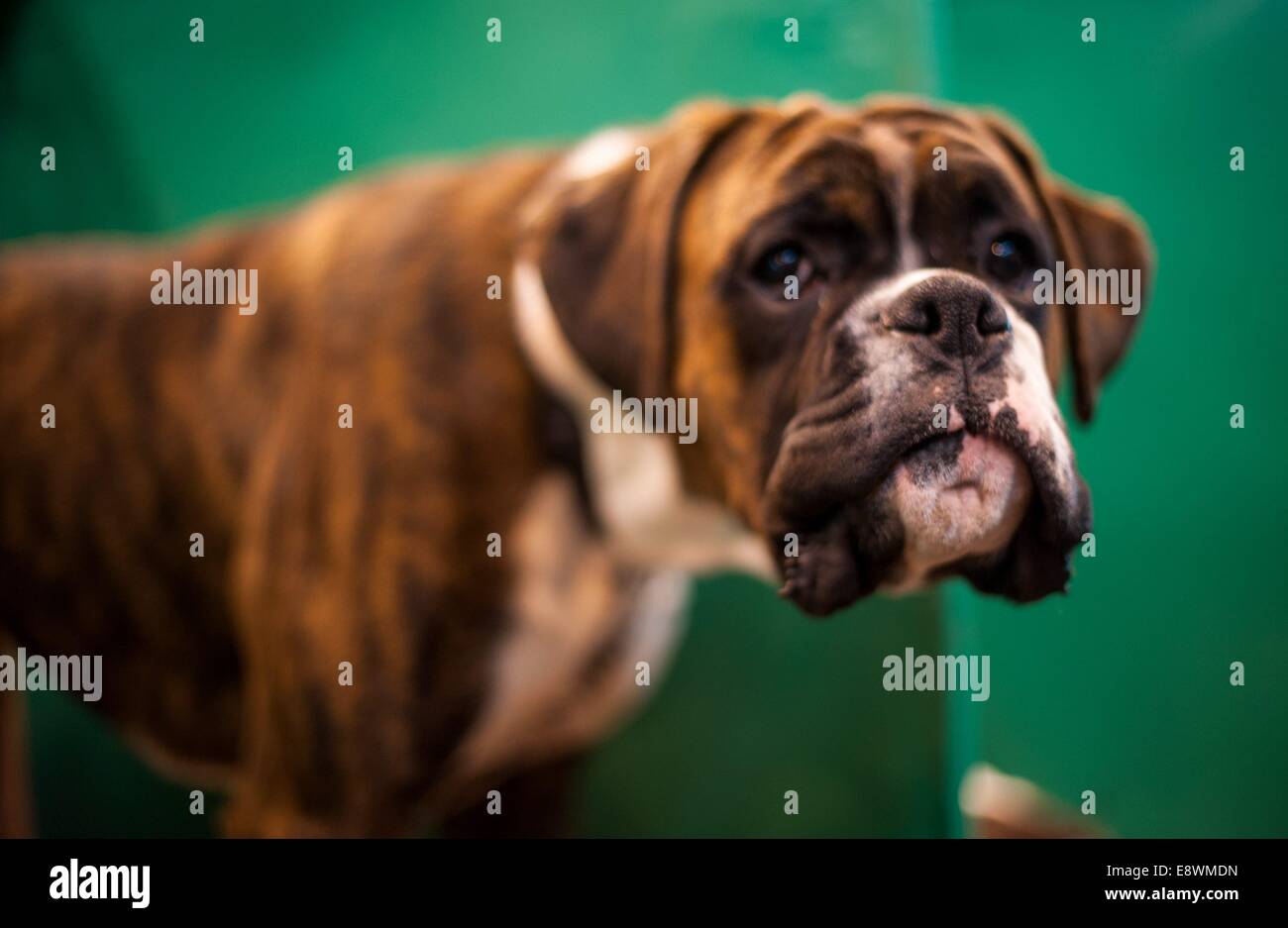 A boxer dog is seen waiting in its pen prior to competing during the first day of Crufts, at the NEC Stock Photo
