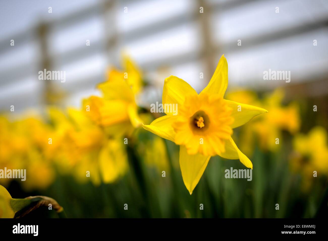 Daffodils are seen in bloom in a field near Ashby, England Stock Photo