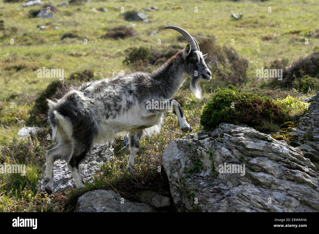 A wild Lynton goat. Stock Photo