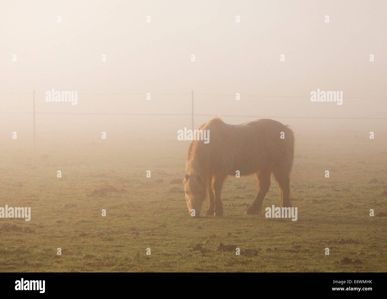 A lone horse in the mist at Minchinhampton, Gloucestershire. 19 Jan 2014 Stock Photo