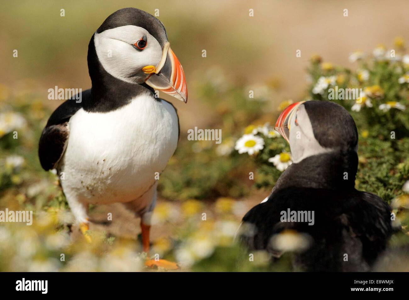 A puffin seabirds seabird Stock Photo