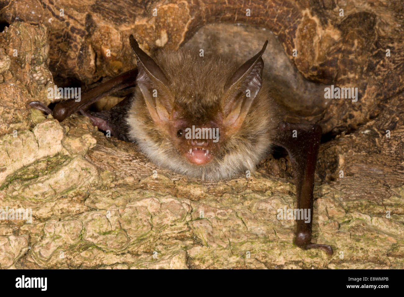 Bechstein’s Bat - Myotis bechsteinii Stock Photo