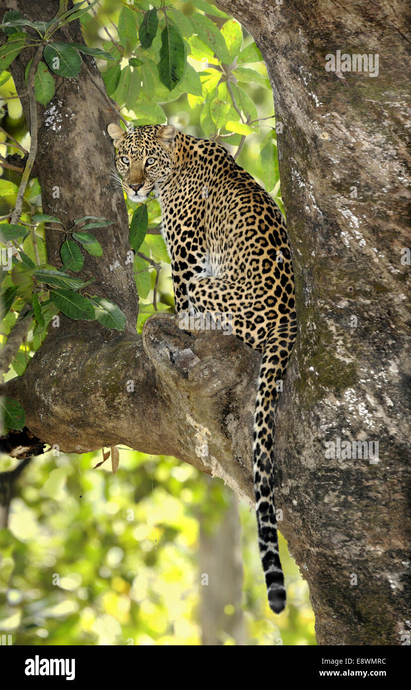 Leopard - Panthera pardus Stock Photo