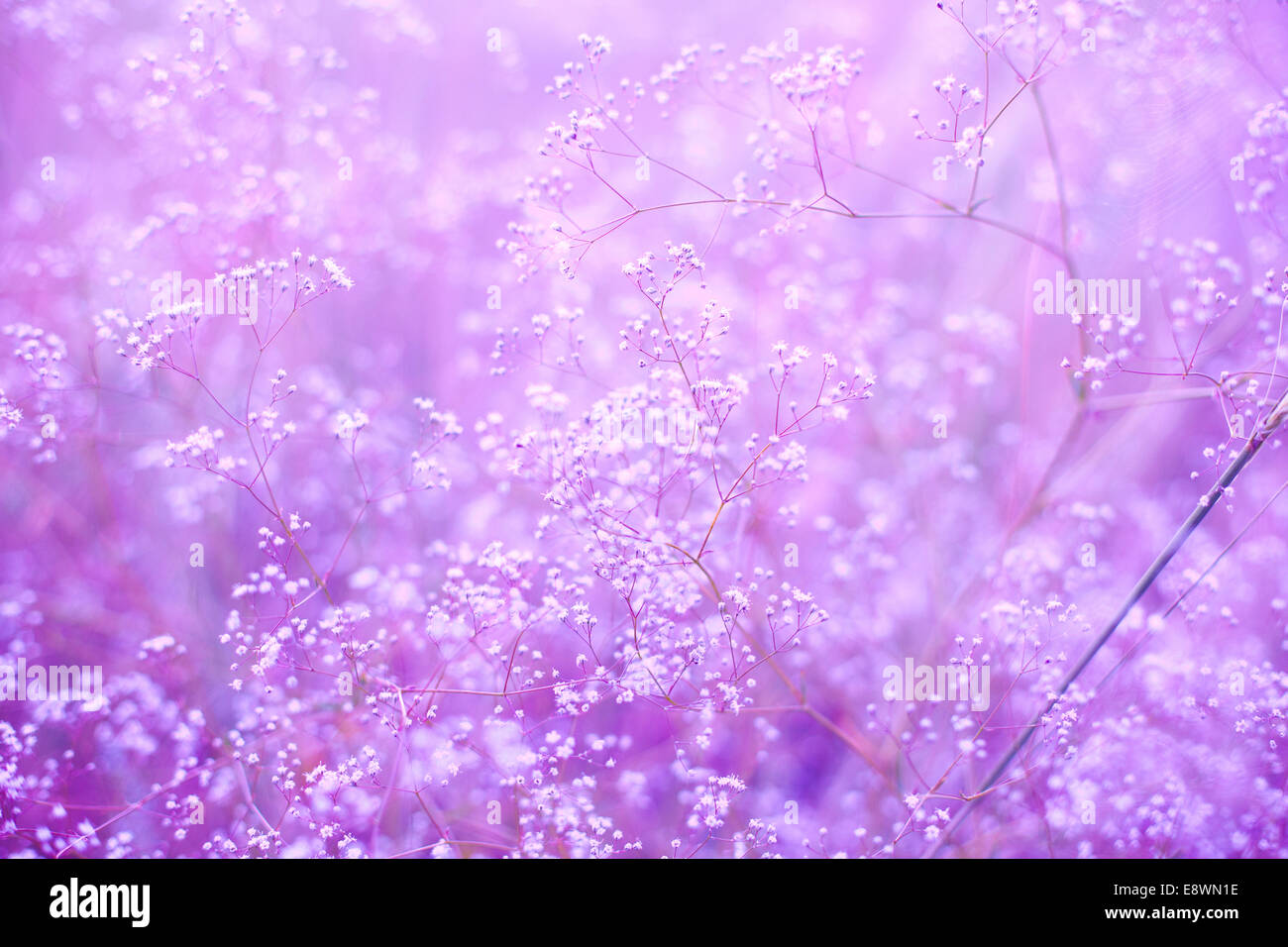 Flowers purple background Stock Photo - Alamy