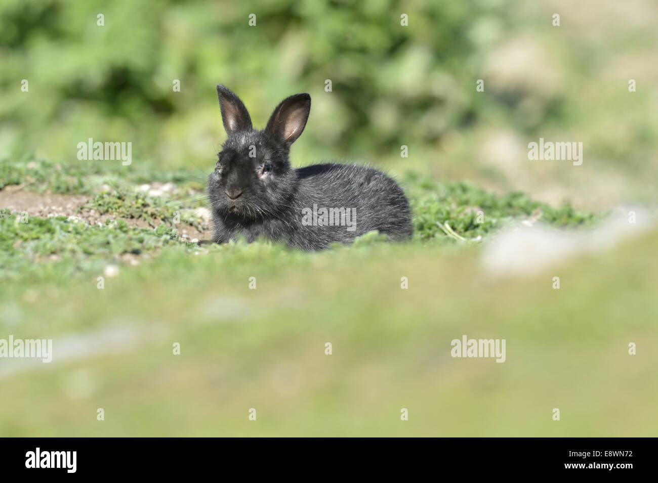 Rabbit - Black Form - Oryctolagus cuniculus Stock Photo
