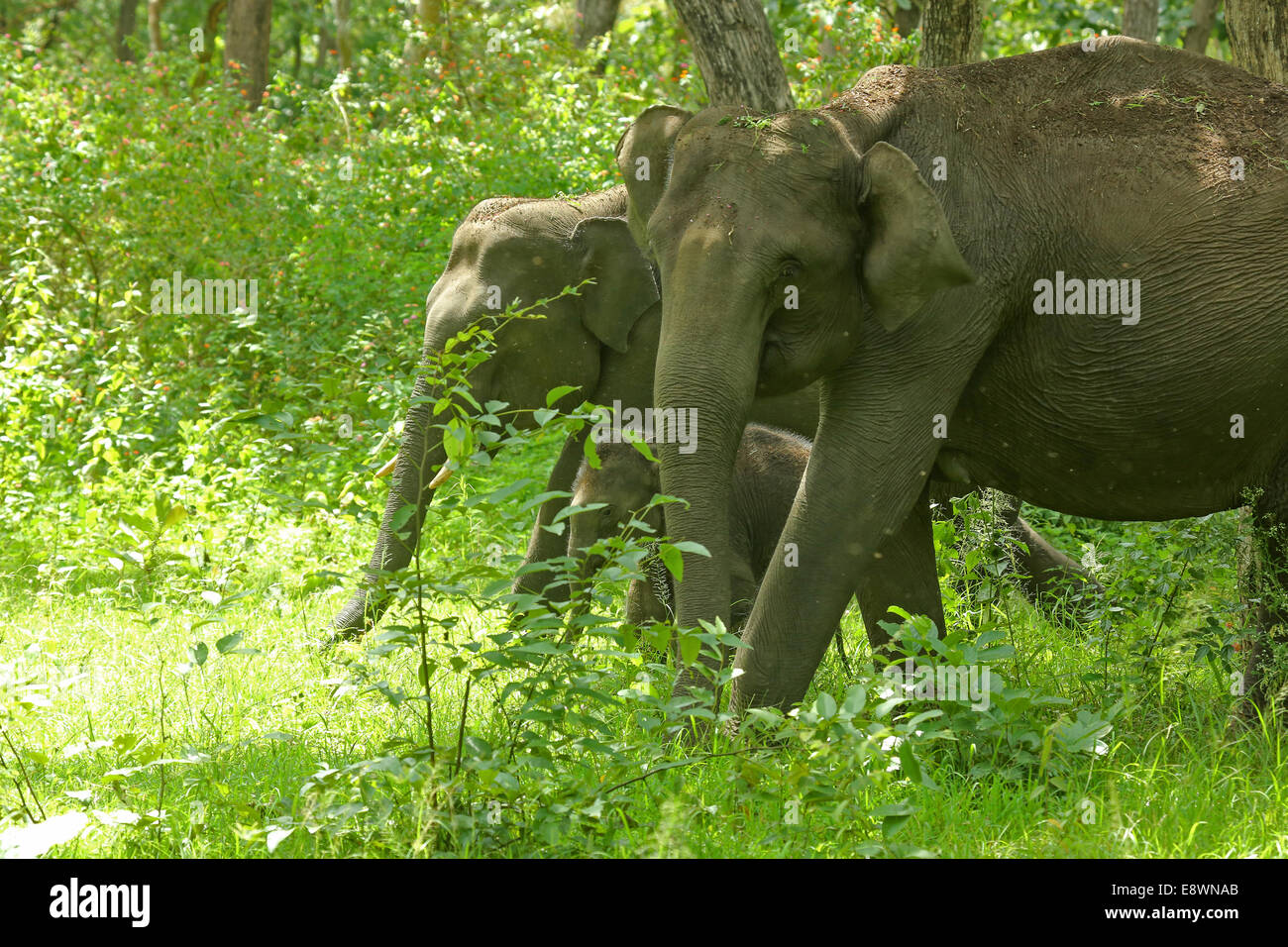 Group of Wild Asian Elephants Stock Photo Alamy