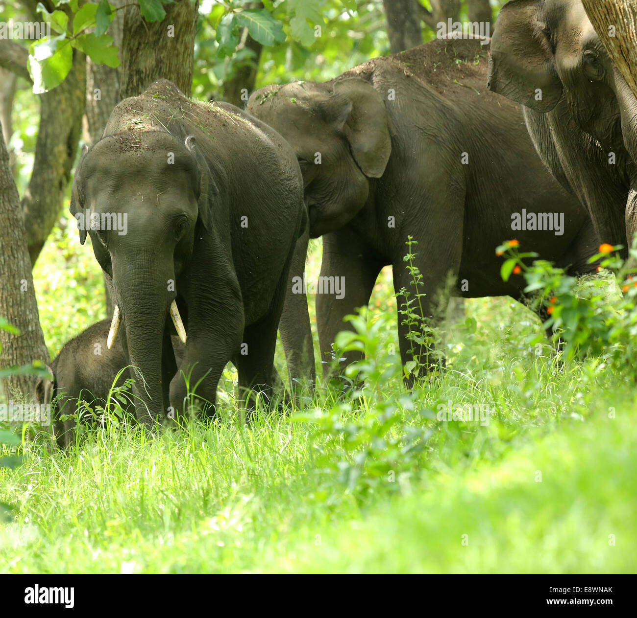Group of Wild Asian Elephants Stock Photo Alamy