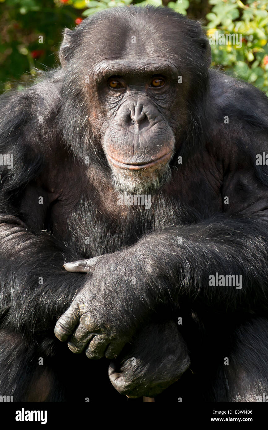 Chimpanzee portrait Stock Photo