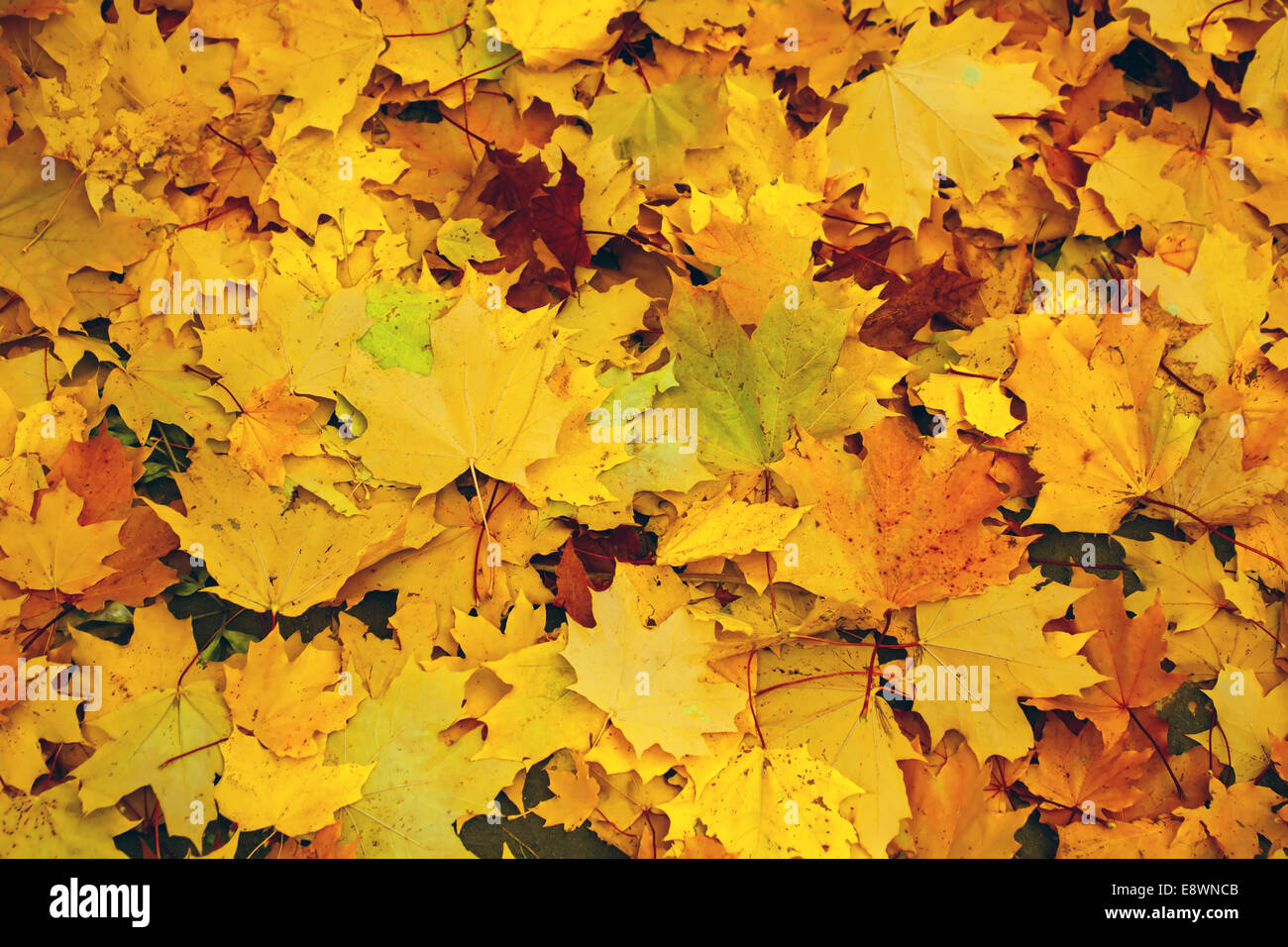 Fallen yellow maple leaves on the ground Stock Photo - Alamy