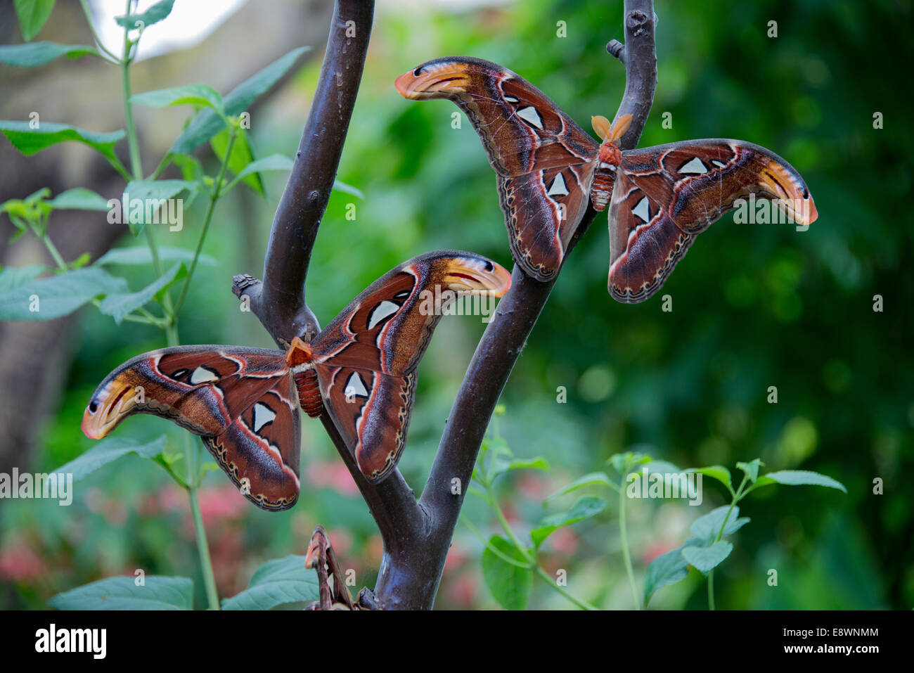 two moths on a branch Stock Photo