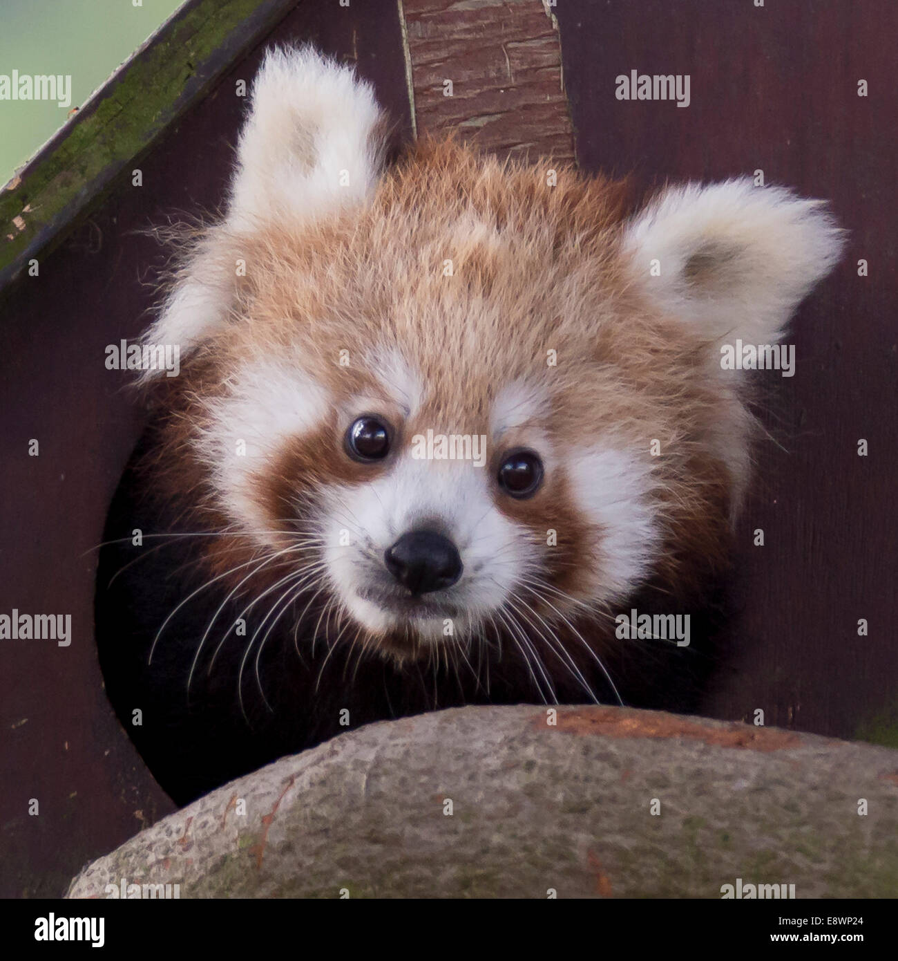Red Panda Baby Hi Res Stock Photography And Images Alamy