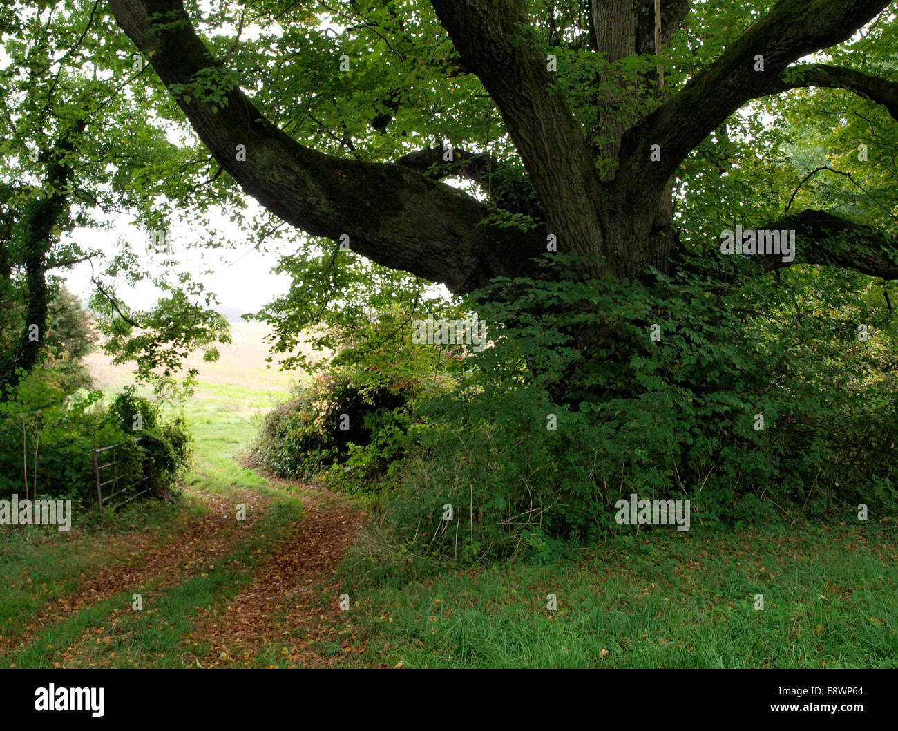 Large beech tree with farm track, Chettle, Dorset, UK Stock Photo