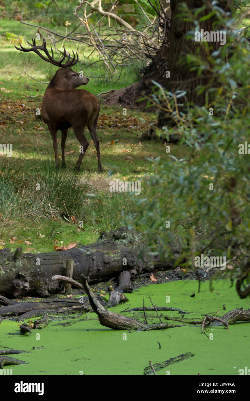Male Red Deer, Stag, Richmond Park, London Stock Photo