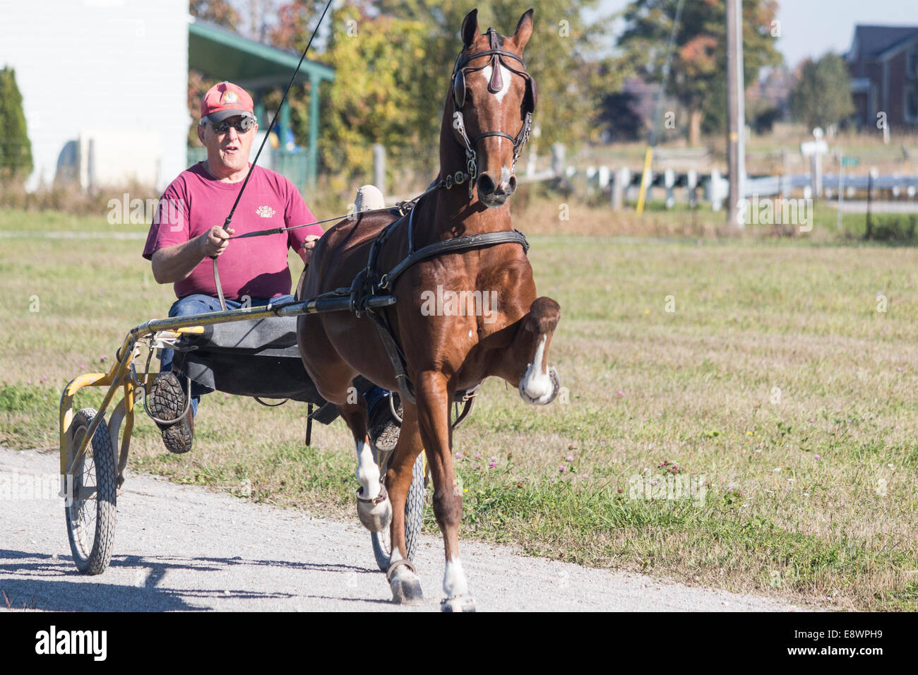 Hackney Pony High Resolution Stock Photography And Images Alamy