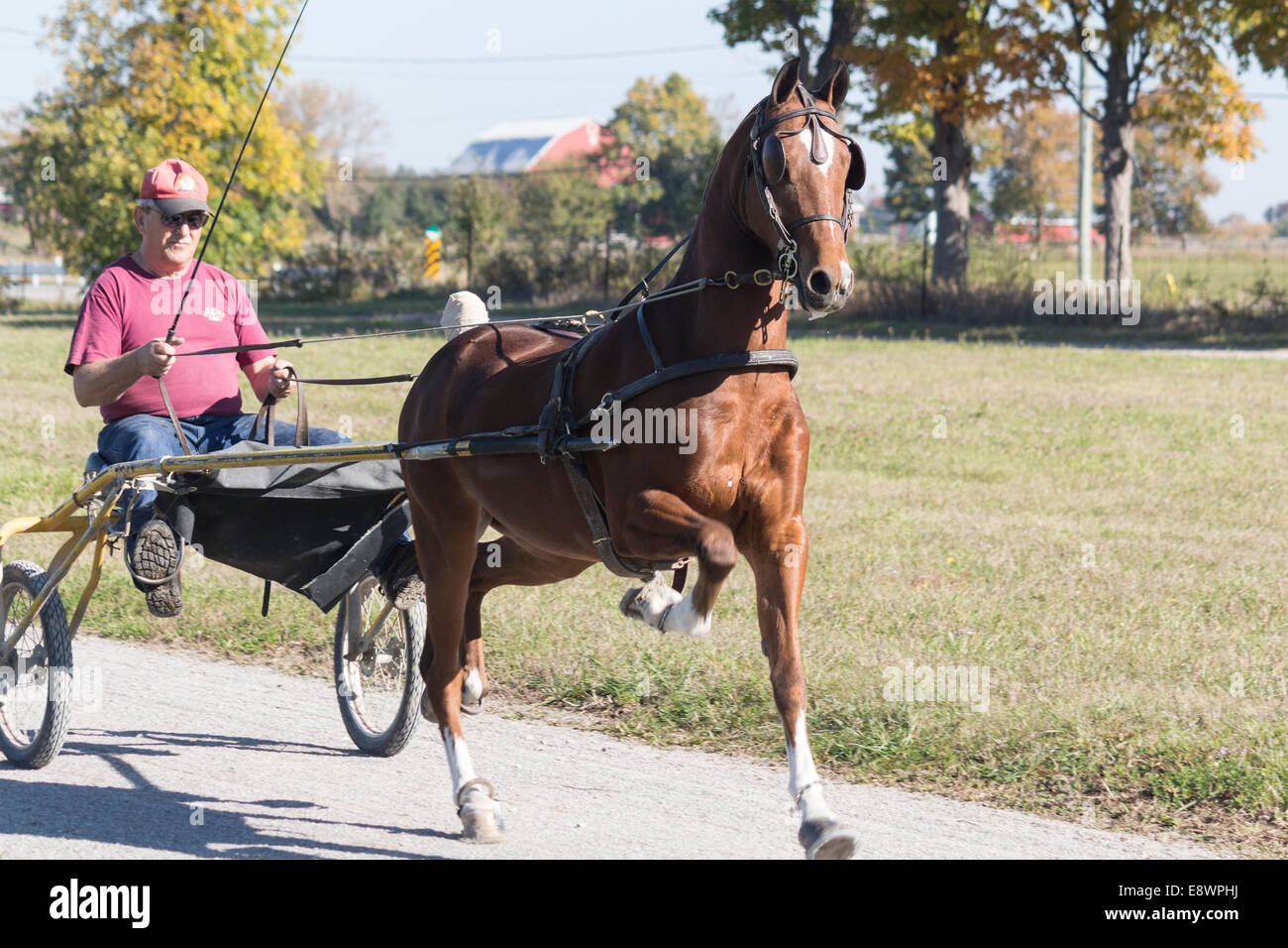 Hackney harness pony hires stock photography and images Alamy