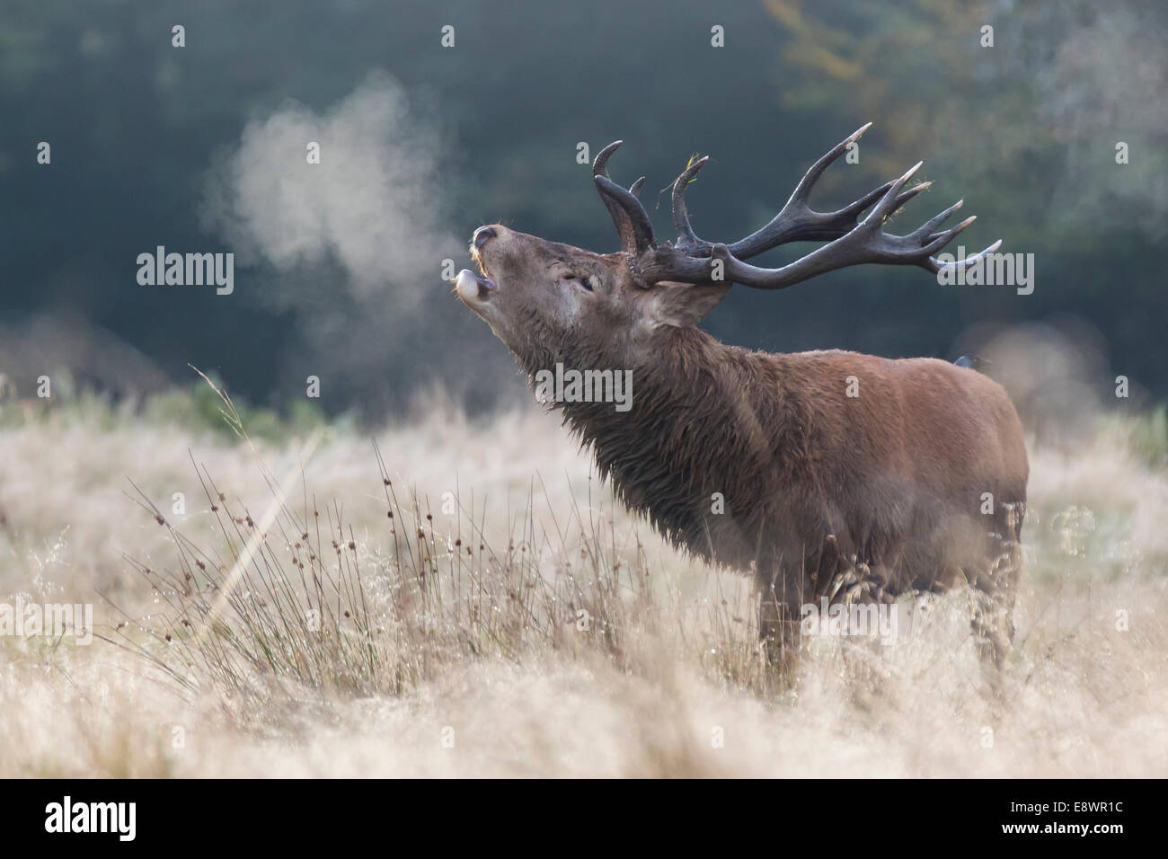 Red Stag Barking In The Early Morning Autumn Mist Red Stag Barking In The Early Morning Autumn Mist
