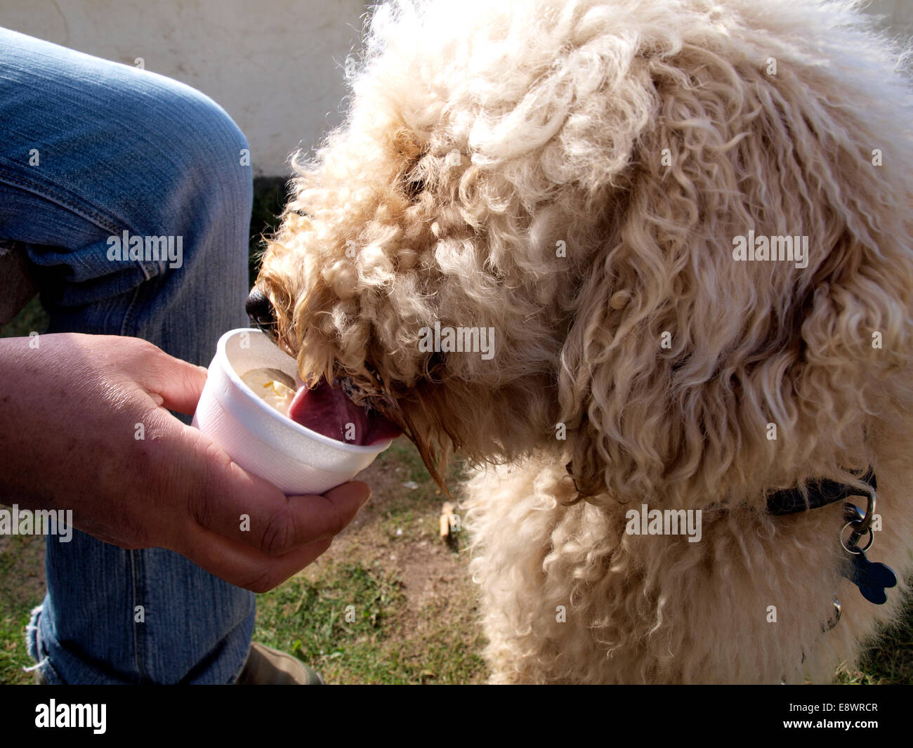 Labradoodle dog licking ice cream from a tub, UK Stock Photo