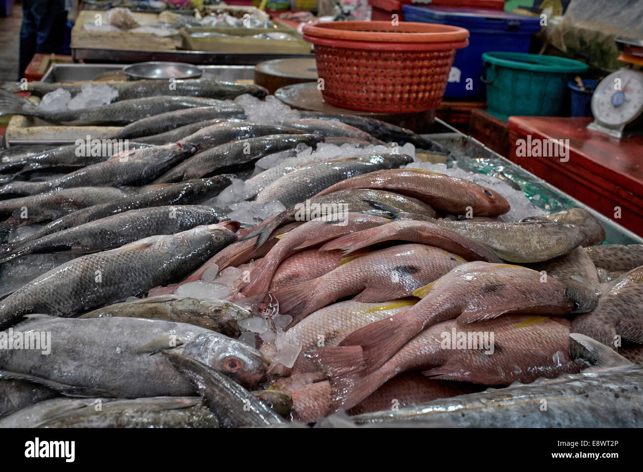 Daily catch of fresh fish on sale at a Thailand market stall Stock ...
