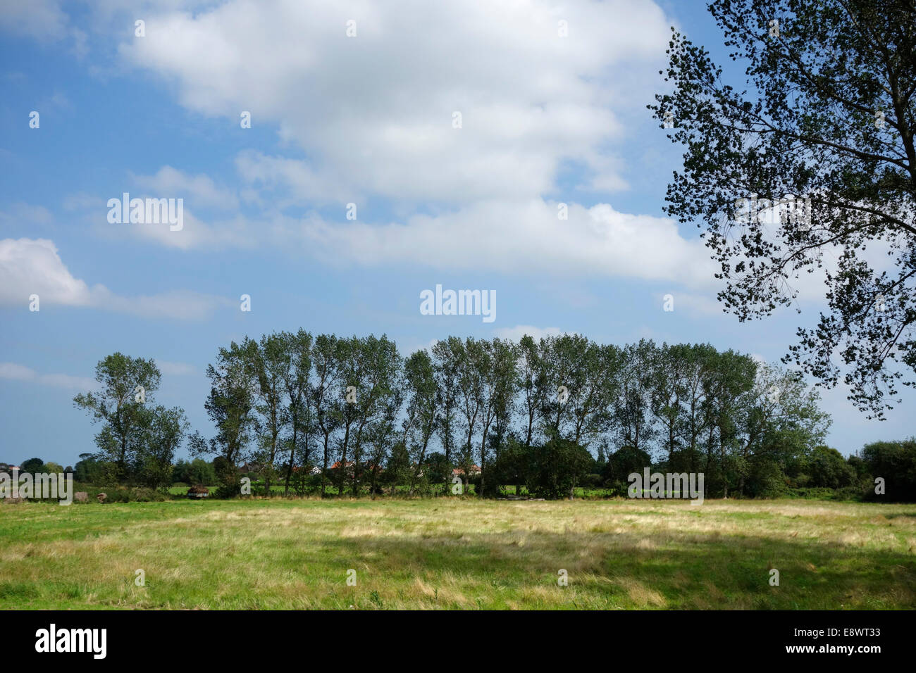 A stand of tall poplar trees Stock Photo