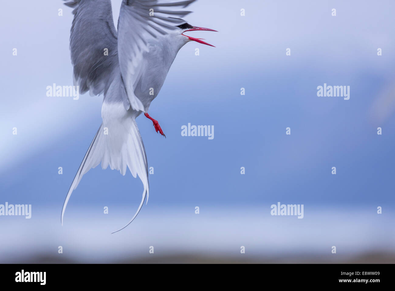 Arctic Tern by the Jokulsarlon Glacial Lagoon, Breidamerkurjokull Glacier, Vatnajokull Ice Cap, Iceland Stock Photo