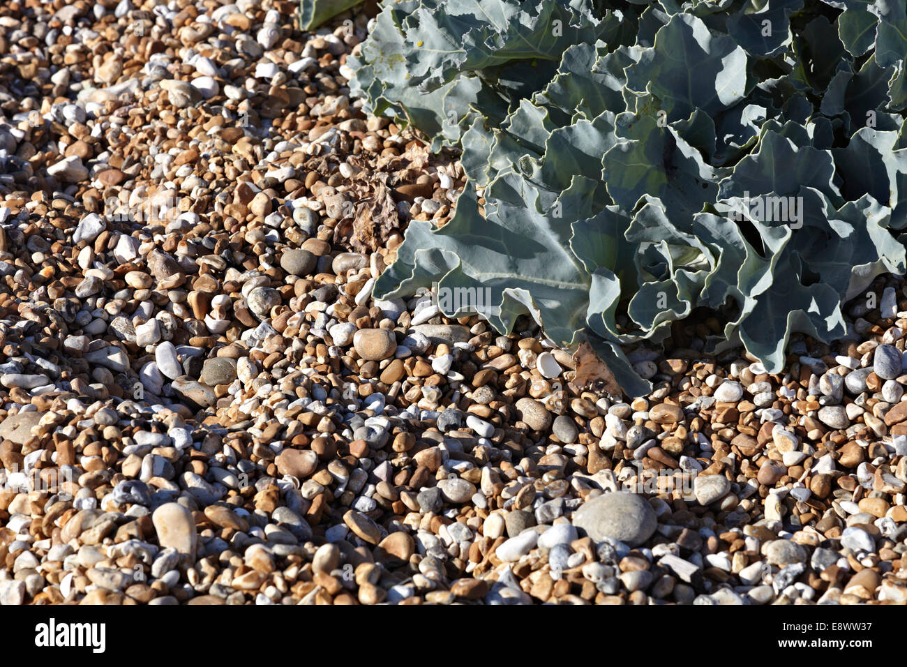 Gravel and plant in Dungeness, Kent, South East England, UK. Stock Photo