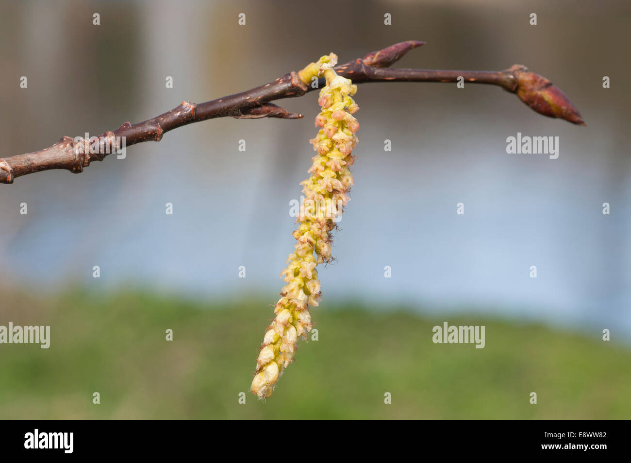 Single Alder catkin against a clear background Stock Photo