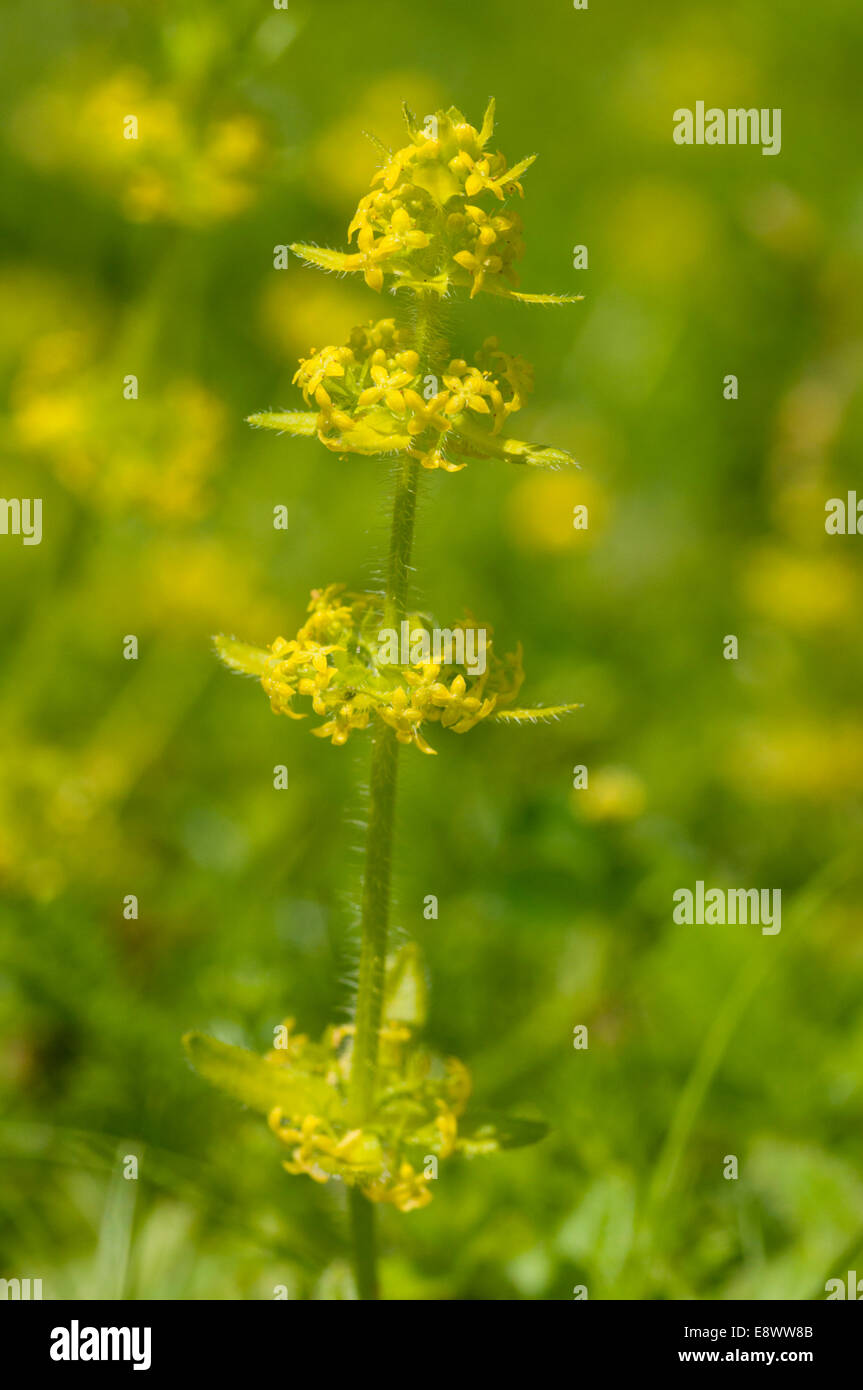 Crosswort against a grass and flowery background Stock Photo