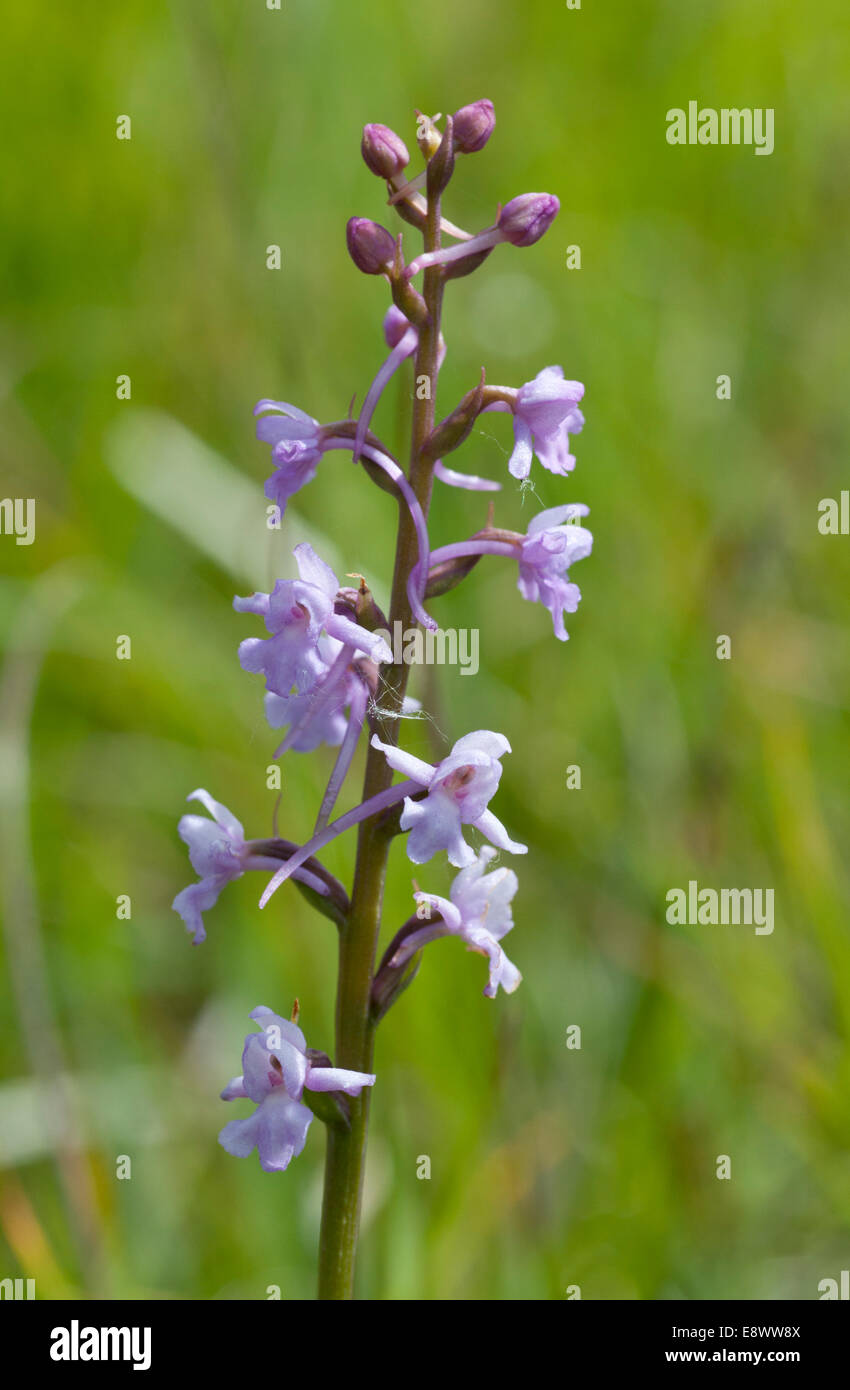 Single spike of Fragrant Orchid taken at Box Hill, Surrey Stock Photo