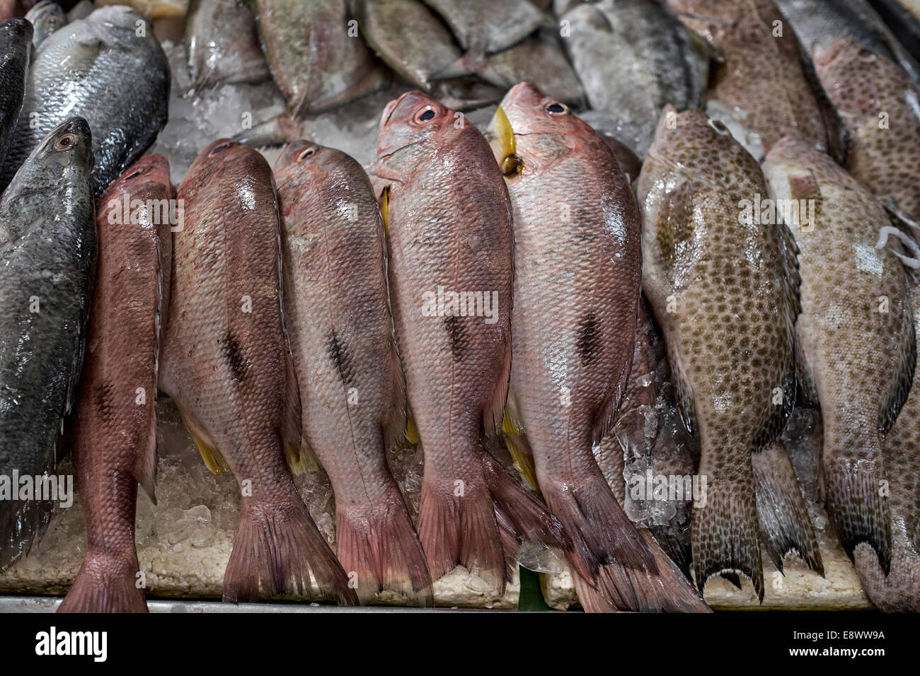 Daily catch of fresh fish on sale at a market stall Stock Photo Alamy