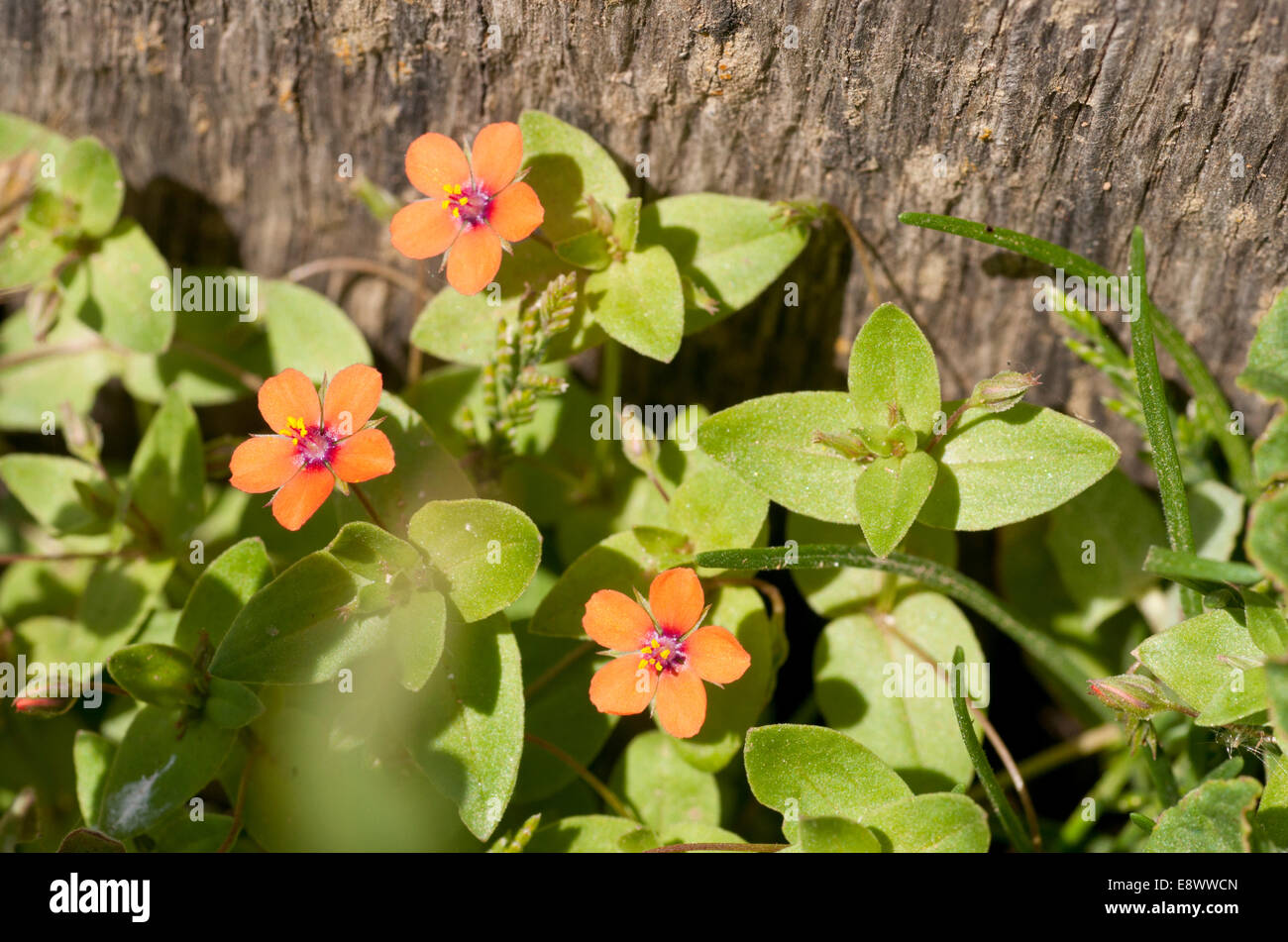 Three flowers of Scarlet Pimpernel against a bark and green leaf background taken at Seaford, East Sussex Stock Photo