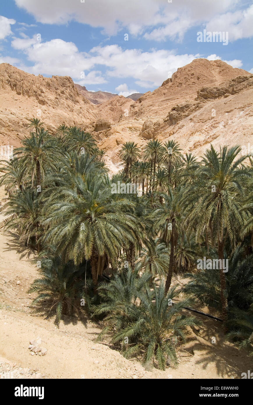 Desert oasis, Chebika, Tunisia Stock Photo