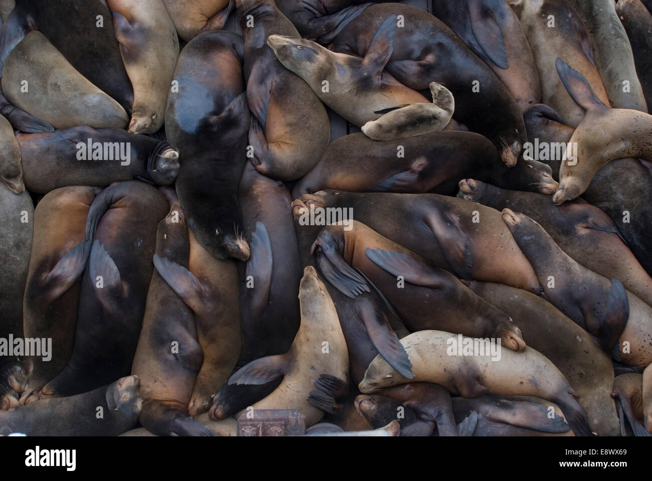 Sea Lions off Santa Cruz Wharf, Santa Cruz, California, USA Stock Photo