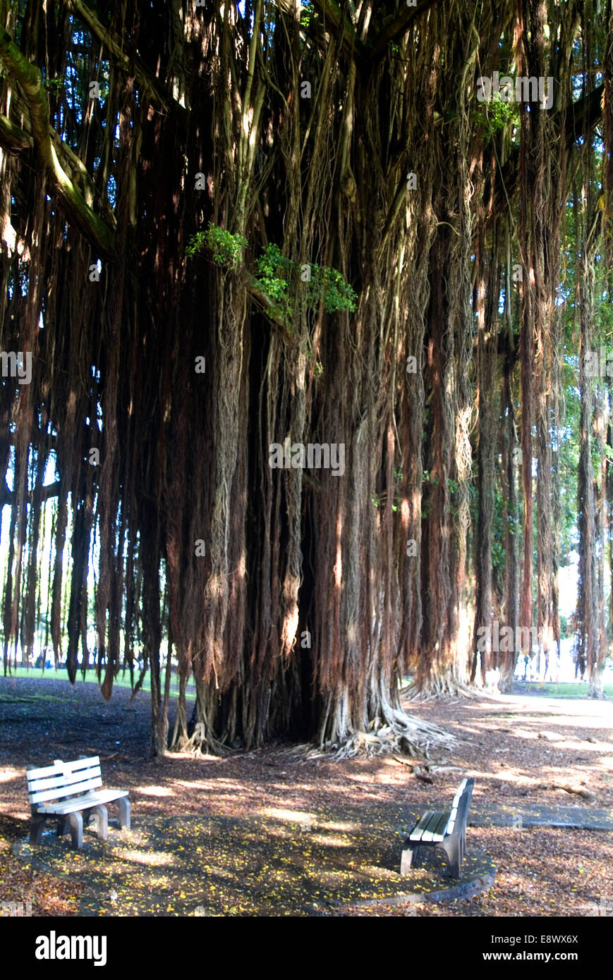 Liliiuokalani gardens hires stock photography and images Alamy